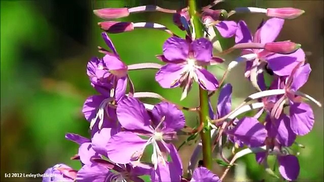 Relaxing nature sounds and calming images (Sights and Sounds of Summer Past)