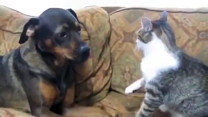Cat vs Dog Fight Very Funny Animal Comedy
