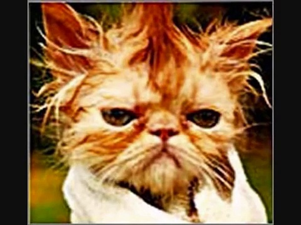 Funny Animal Pictures