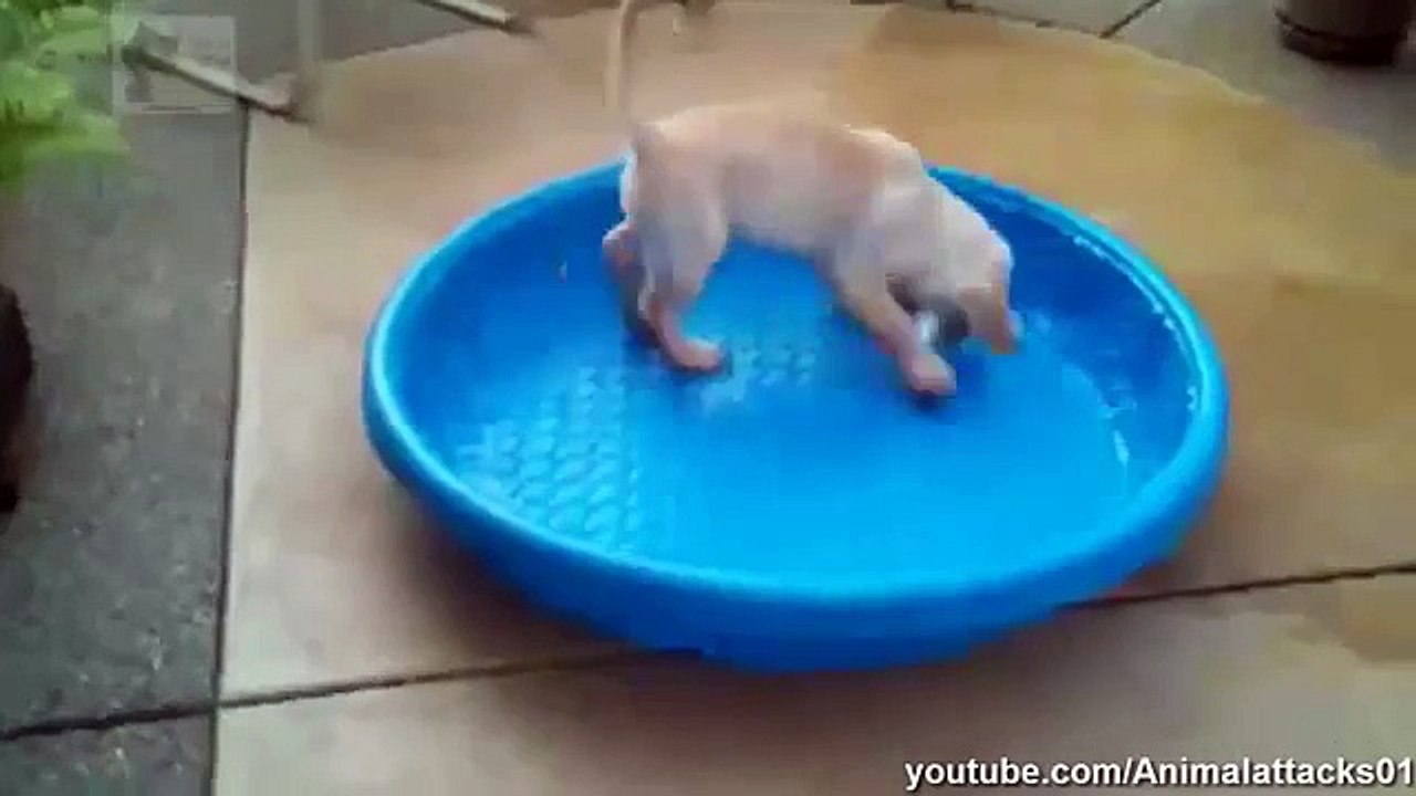 Best Funny Dogs Compilation 2014 Hd Part 1