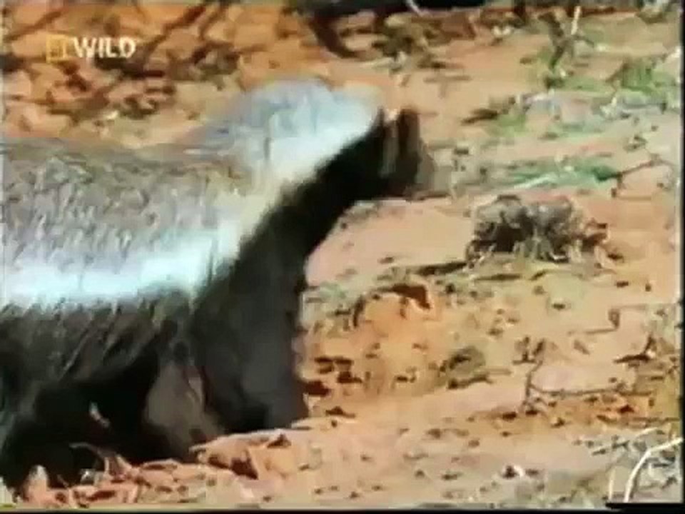The Crazy Nastyass Honey Badger original narration by Randall