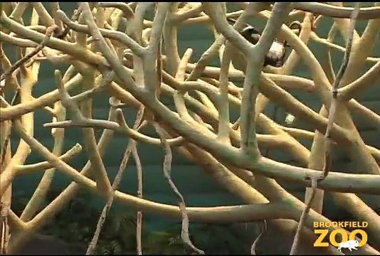 New Colobus Monkeys at Brookfield Zoo