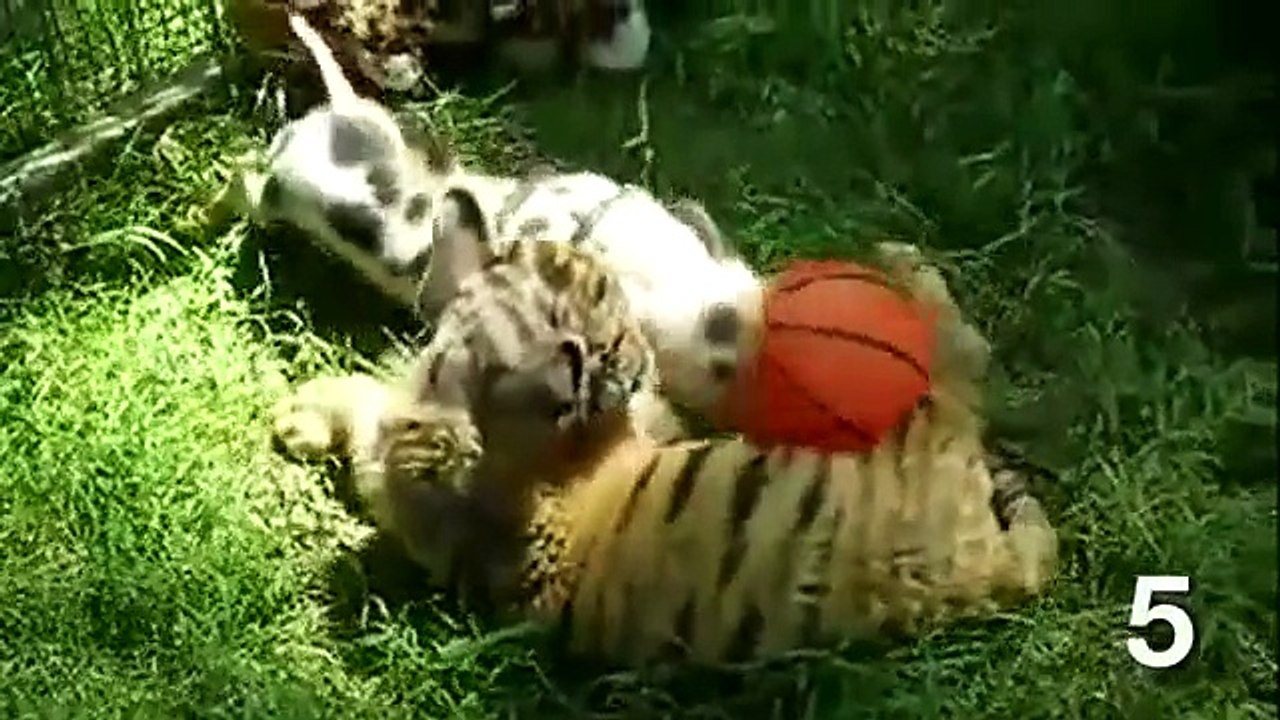 TOP 10 UNLIKELY ANIMAL FRIENDS