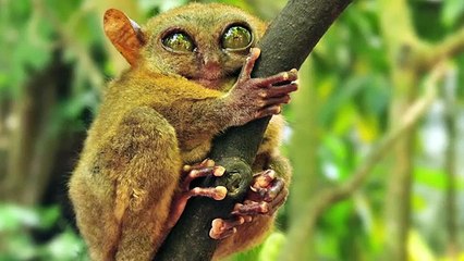 True Facts About The Tarsier