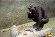 Gorillas Enjoy New Enrichment Structures at Brookfield Zoo