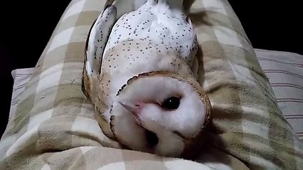 Crazy Owl Very Funny Animal 2013 HD