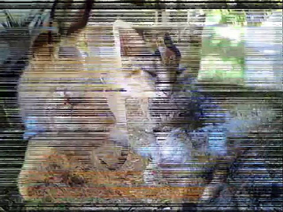 Animals Caught on Camera While Doing Funny Cute Things