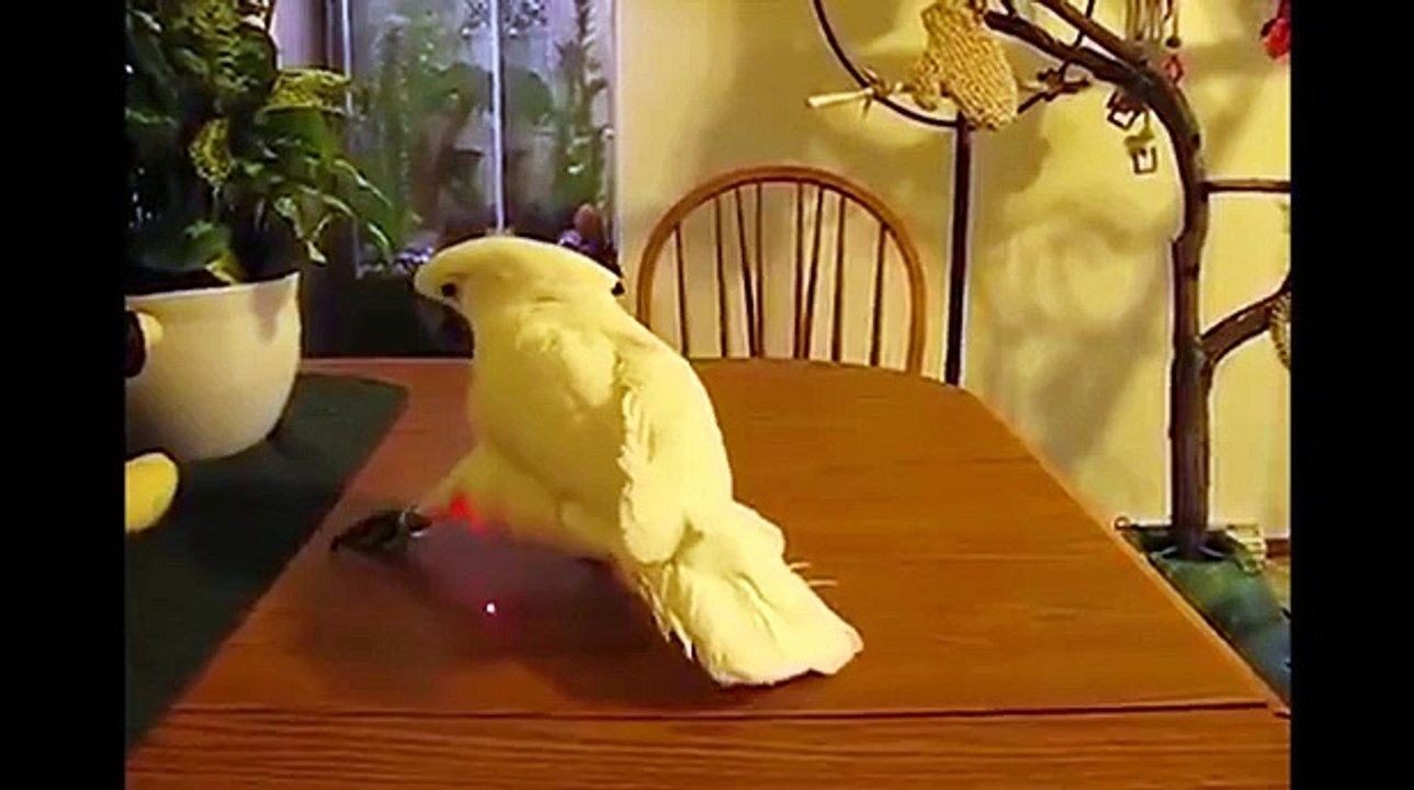 Animals Meet Laser Pointers