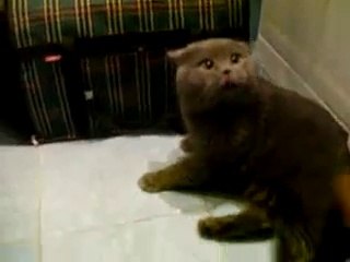кот ругается матом )))