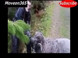 When Animals Attack Funny Compilation Funny Animal Attack Animals Attacking Humans 2015