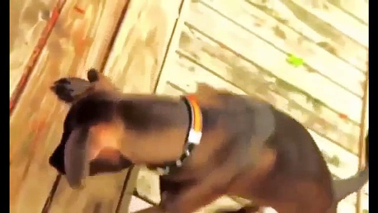 Funny Animals A Funny Animal Videos Compilation 2015 Funny Cat Videos December 2015