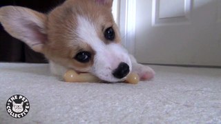 Corgi Puppy Love His Toy -- What A Silly!