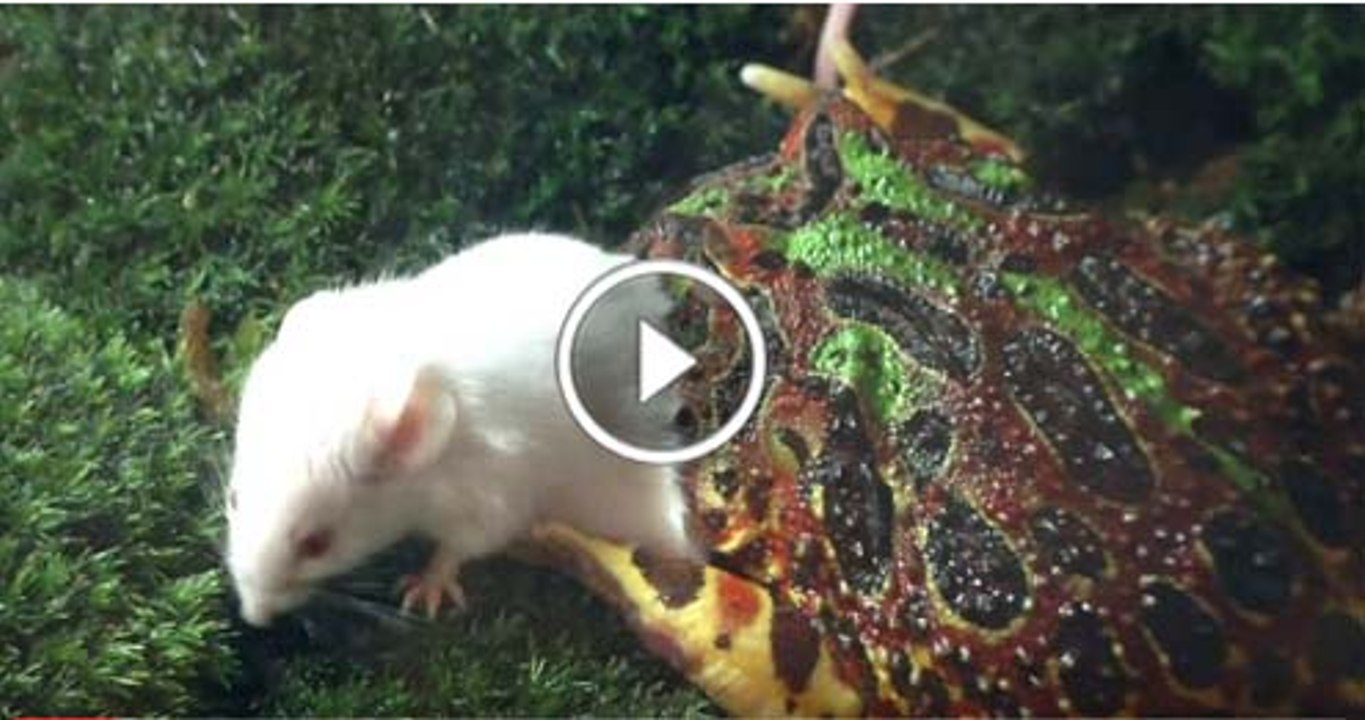 Frog Eats Vs Mouse
