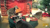 Lemurs Receive Holiday Feast at Brookfield Zoo!