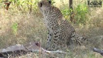 Cheetah Feeds On Kudu (4K Video)