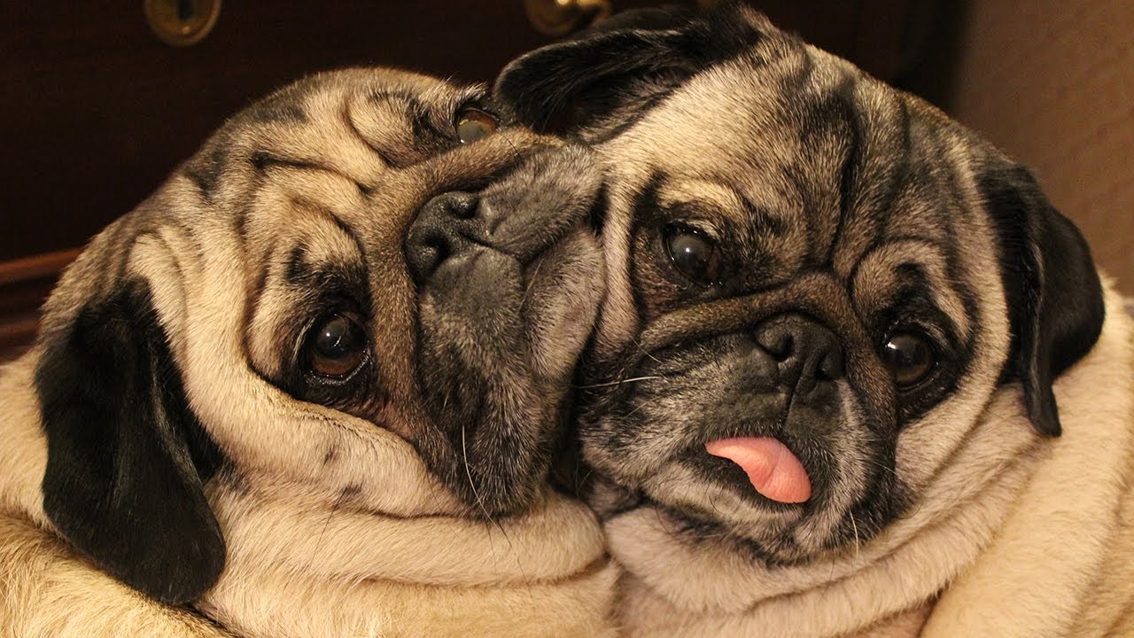 Pug (Мопс)