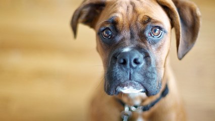 Boxer (Боксер)