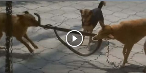 Snake Vs Dogs Fight Havy