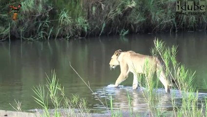 Daughters Of The Mapogo Lions - Rebuilding The Othawa Pride - 78  Last Sighting Of The Sub Female
