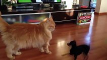 Psycho Maine Coon Funny Fight Compilation