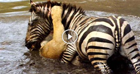 Zebra Drowning Vs Lion Havy Video
