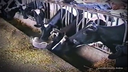 Amazing Smart Cows Buffalo Compilation