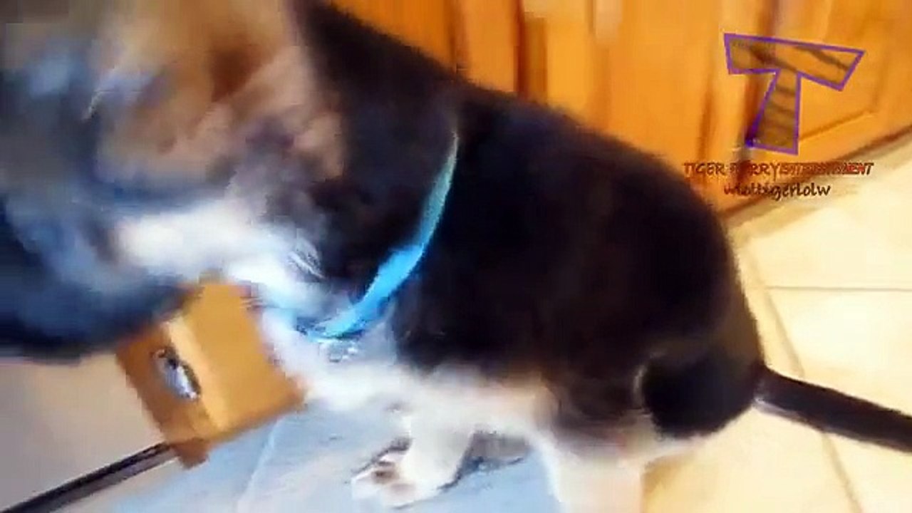 Top 10 cutest baby animals Funny and cute baby animal compilation