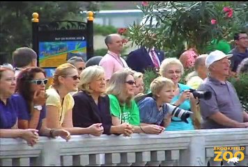 Rescued Pelicans Take to the Water at Brookfield Zoo