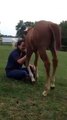 Beautiful Girl friendship with Horse (Baby Horse)