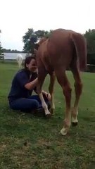 Beautiful Girl friendship with Horse (Baby Horse)