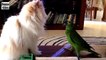 Funny Videos Funny Animal Funny Parrots Annoying Cats
