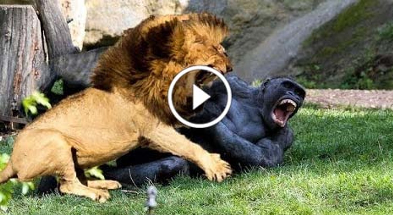 Tiger Vs Big Monkey Awesome Fights