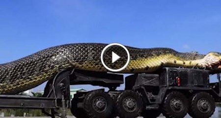 Big Python Anaconda Awesome Video