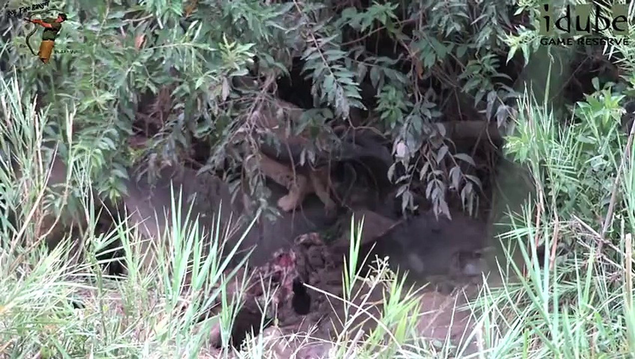 Daughters Of The Mapogo Lions - Rebuilding The Othawa Pride - 79  New Cubs, New Hope