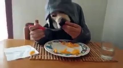 Dog Eat Like A Human