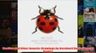 Beetles and Other Insects Drawings by Bernhard Durin Bonsai Books
