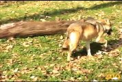 Mexican Gray Wolves at Brookfield Zoo