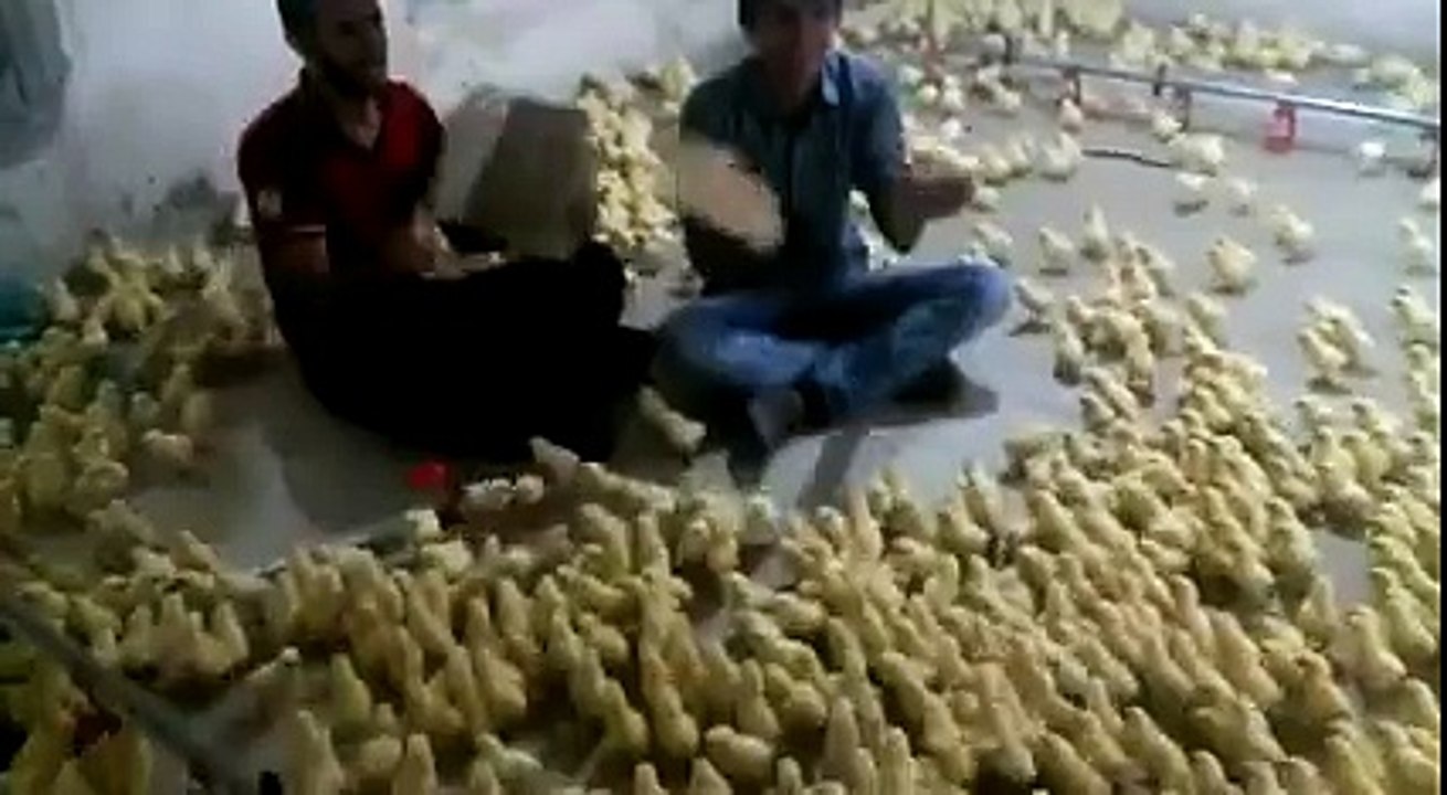 Very Very Funny Baby Chicks Video in  Poultry Farm |Baby Chickens|