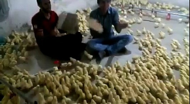 Very Very Funny Baby Chicks Video in Poultry Farm |Baby Chickens|