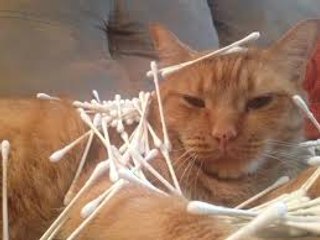 Cats Obsessed with Q-Tips New Full Video 2016