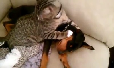 милый котик