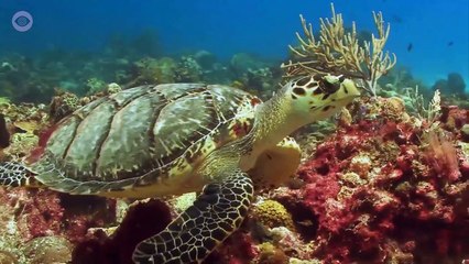 Will Humanity Be Extinct In 100 Years?