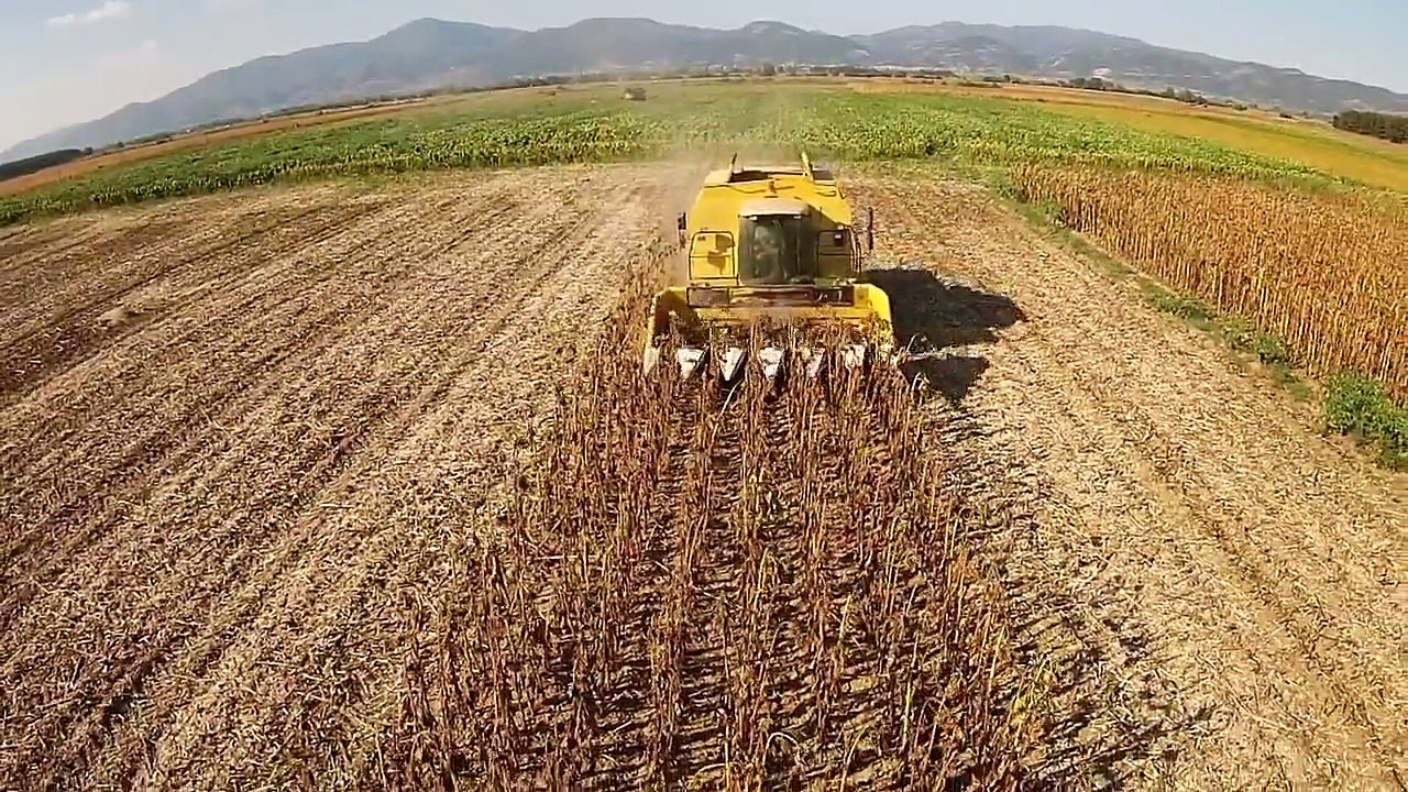 Ayçiçeği Hasadı 2015