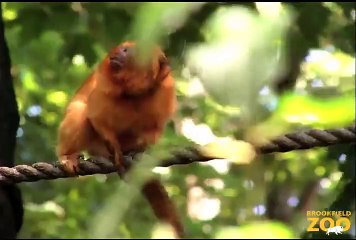 They're Golden - Cute Monkeys Hanging Out in Trees at Brookfield Zoo