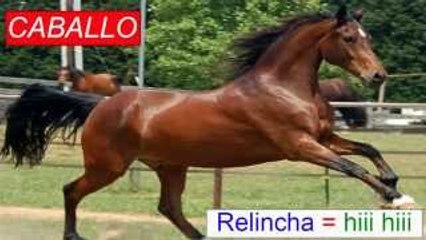 SONIDO DE LOS ANIMALES / Onomatopeyas de animales /BabyKids