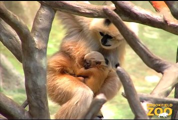 New Baby Gibbon at Brookfield Zoo