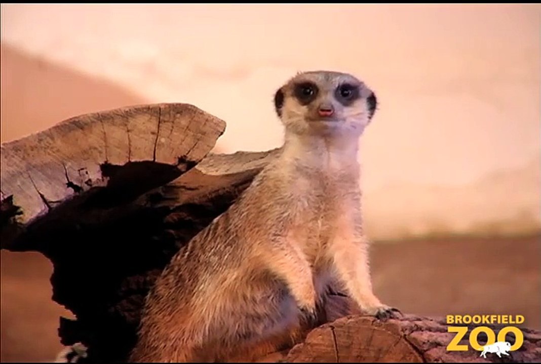 Meerkats On Guard at Brookfield Zoo