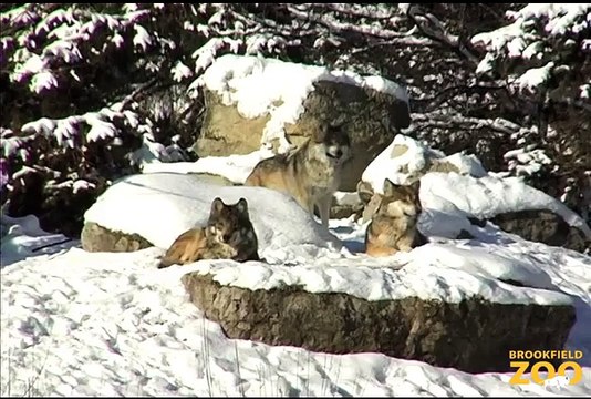 Mexican Gray Wolves in Snow at Brookfield Zoo