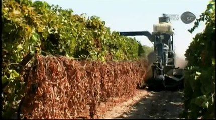 How Its Made Raisins Discovery Channel