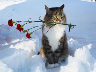 НОВЕНЬКИЕ МУРКИ -ОЙ, ДЕВКИ - Я БУХАНУ .